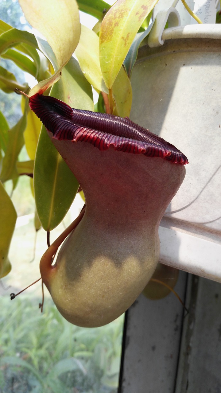 nepenthes jardin des plantes budapest free photo