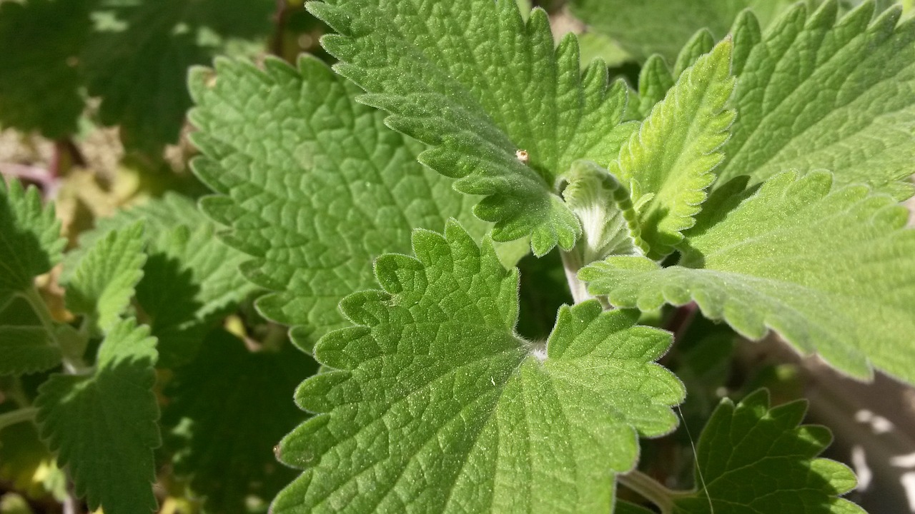 nepeta cataria catnip catmint free photo