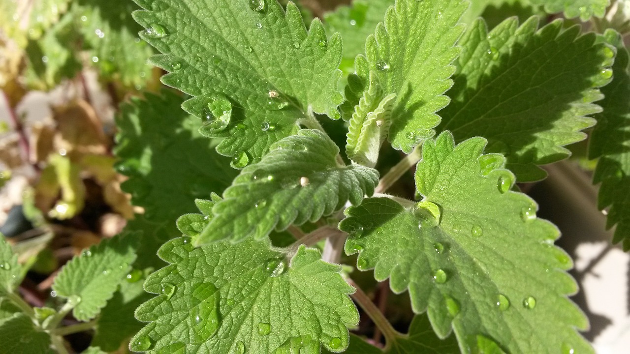 nepeta cataria catnip catmint free photo