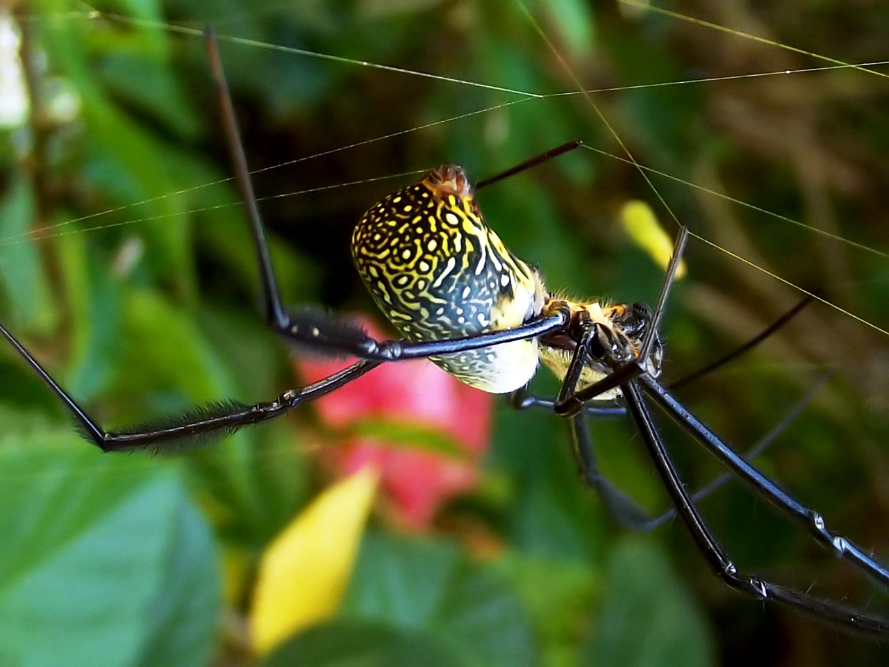 Black-legged Golden Silk Orb-web spider