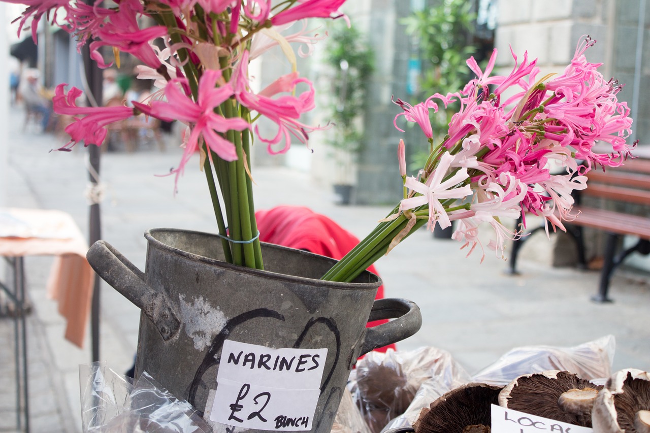 nerines market flowers free photo