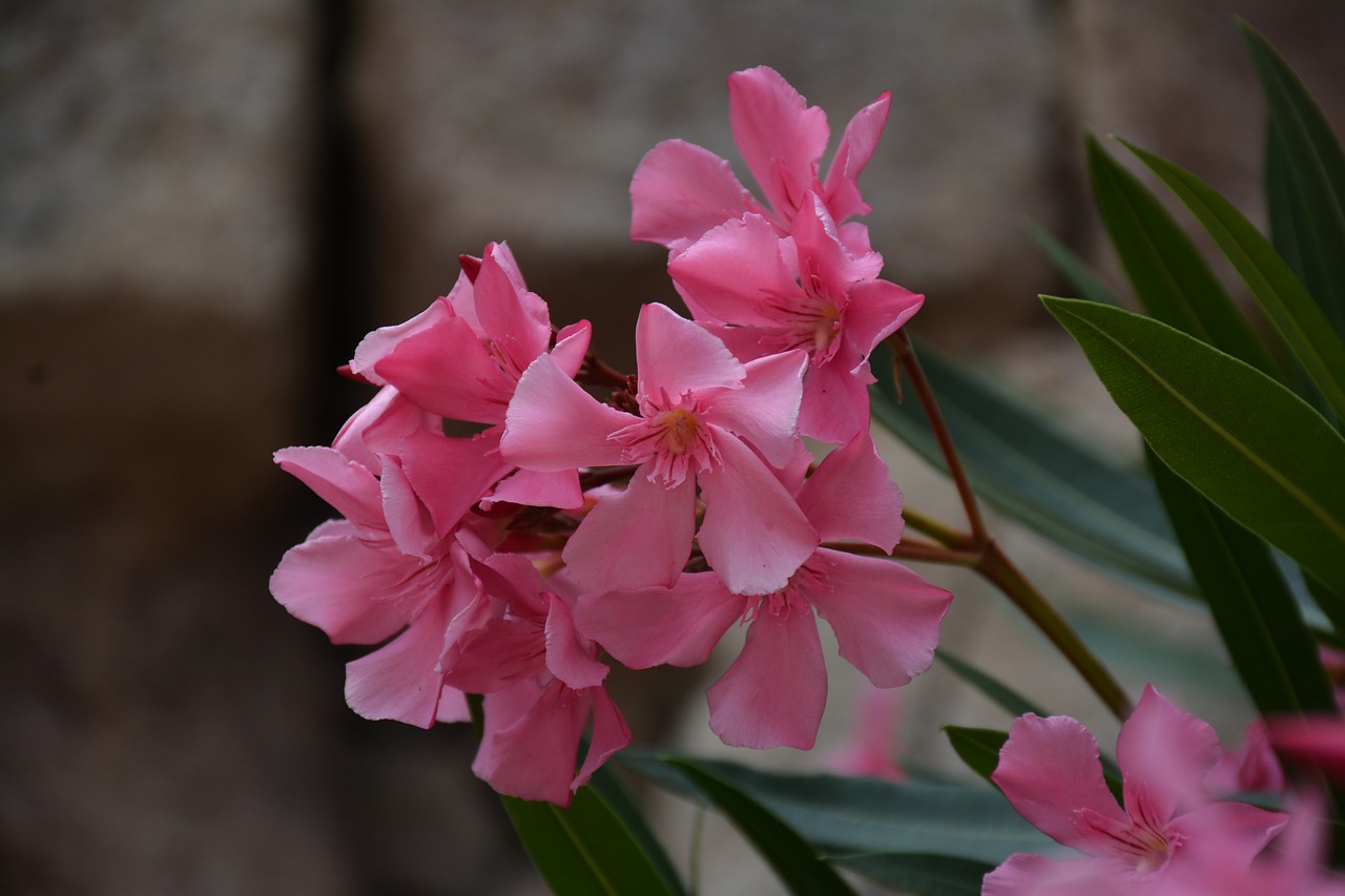 nerium oleander  pink  flower free photo
