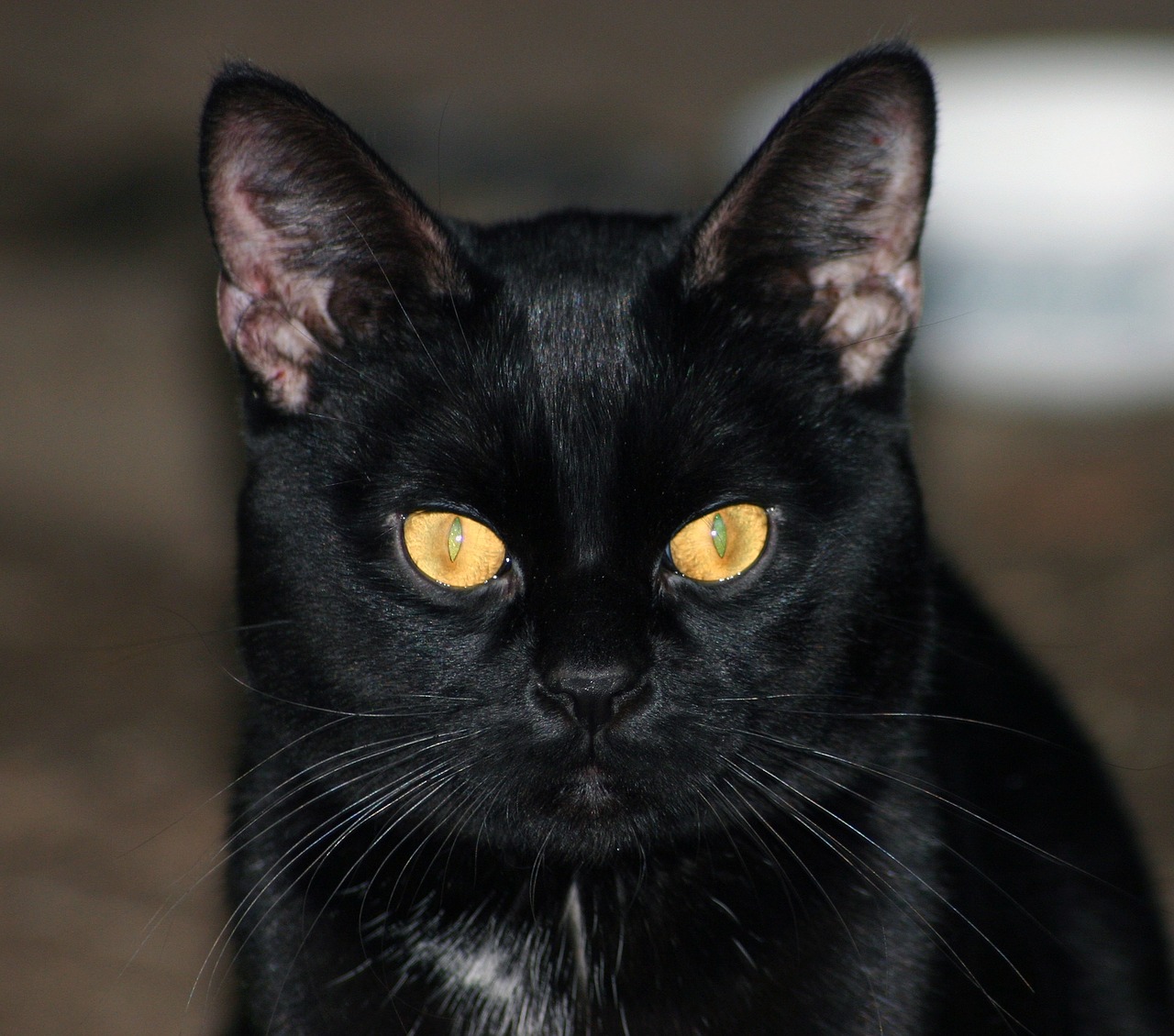 cat black animal free photo