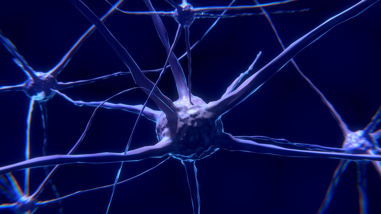 nerve cell neuron brain free photo