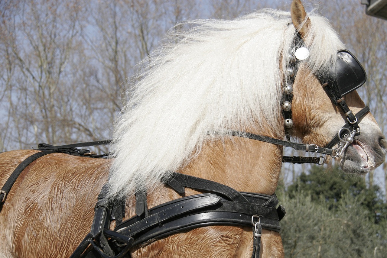nervous horse horsehair free photo