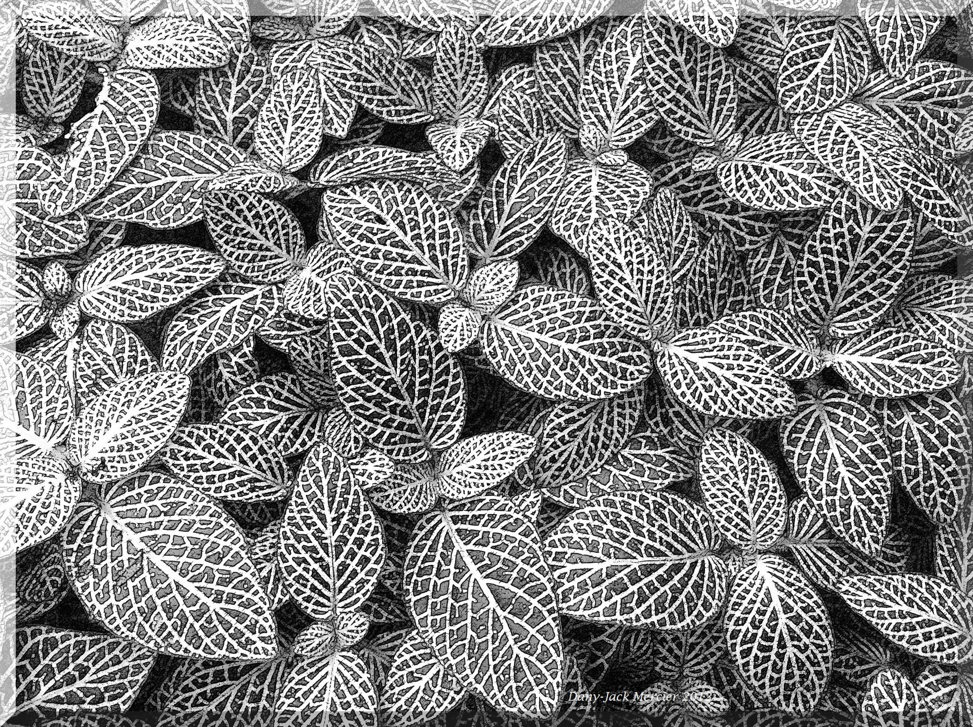 leaves ribs geometry free photo