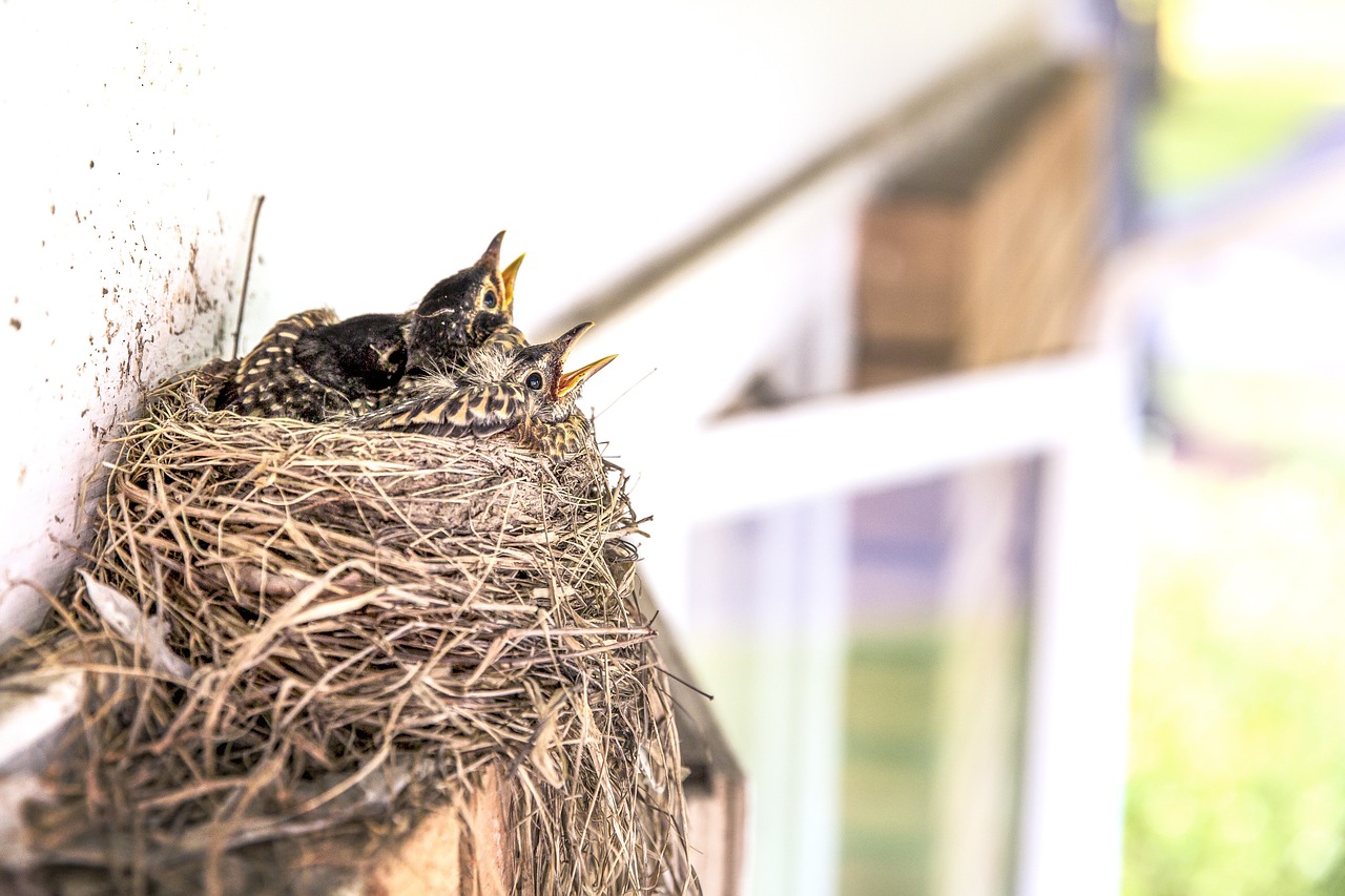 nest birds nature free photo