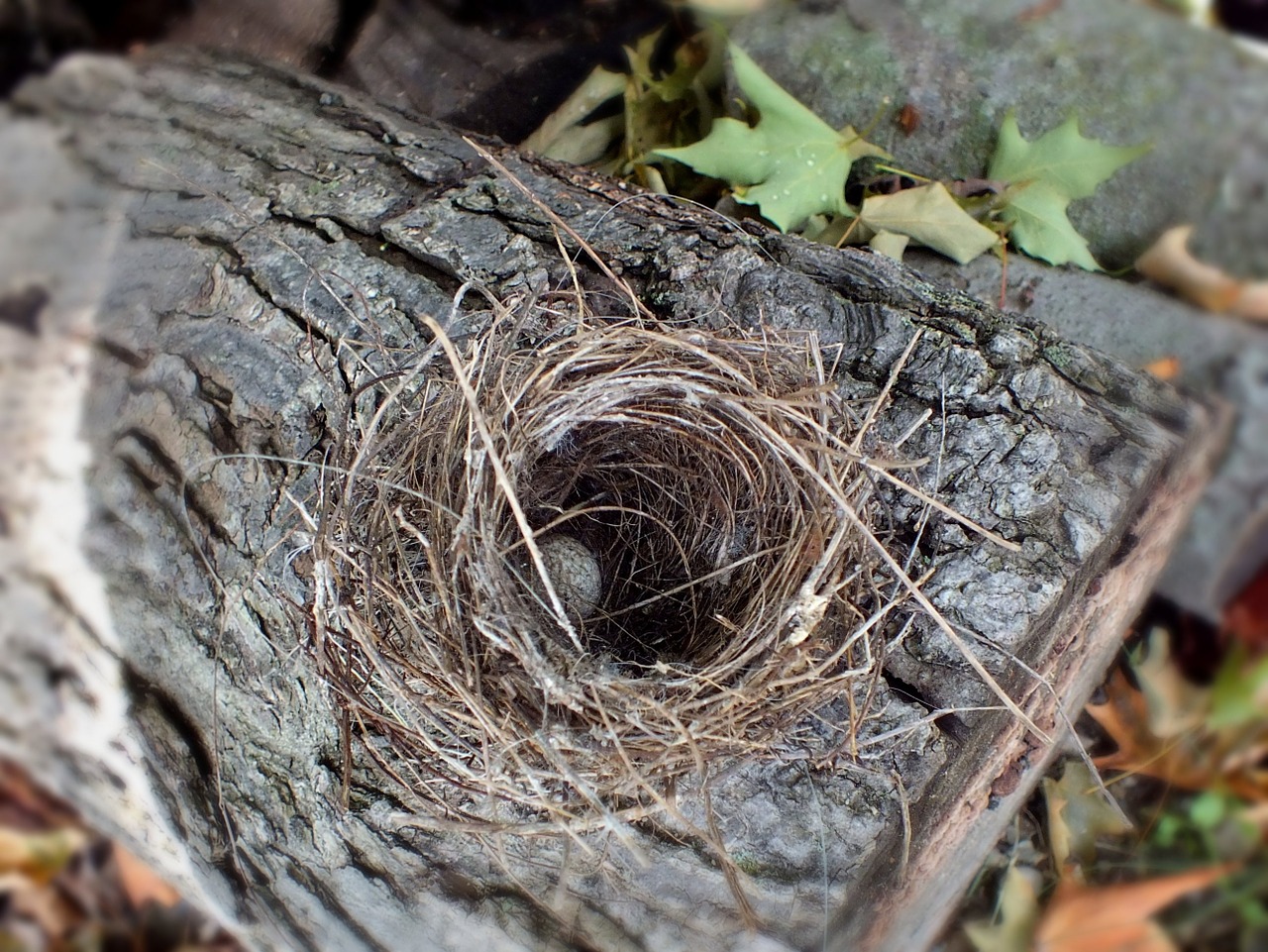 nest egg bird nest free photo