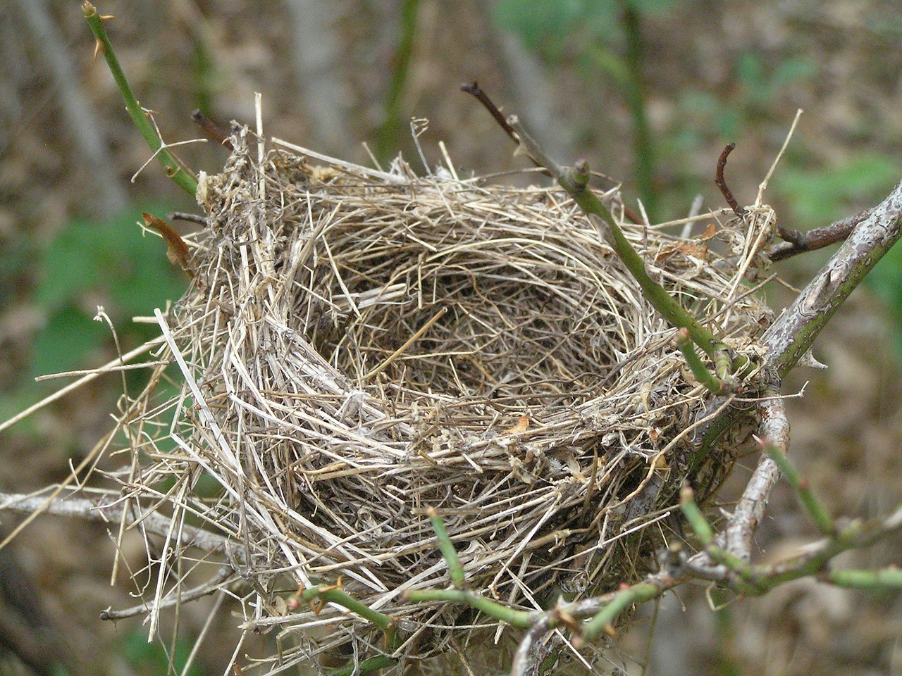 nest field rural free photo