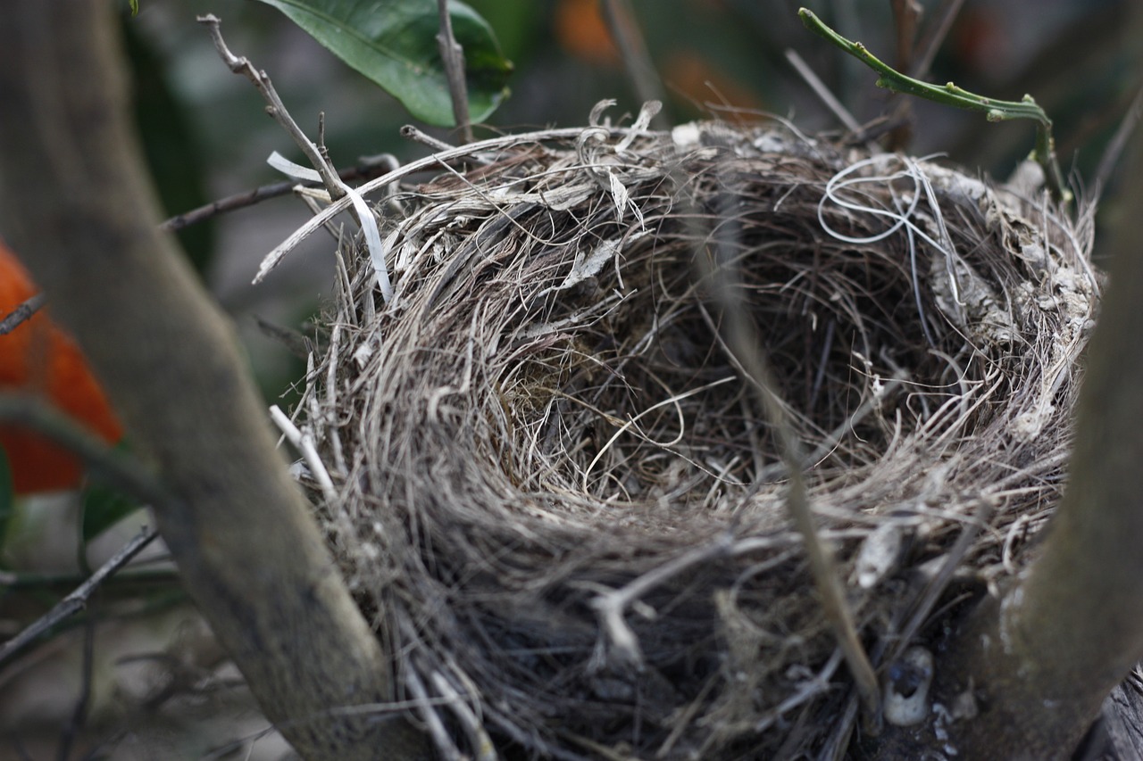 nest bird tree free photo