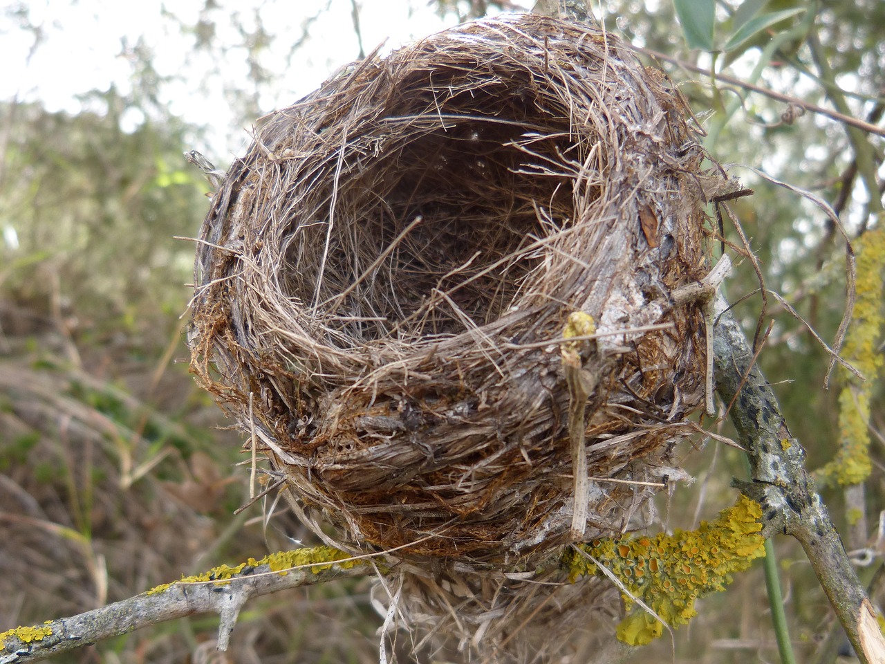 nest bird's nest live free photo