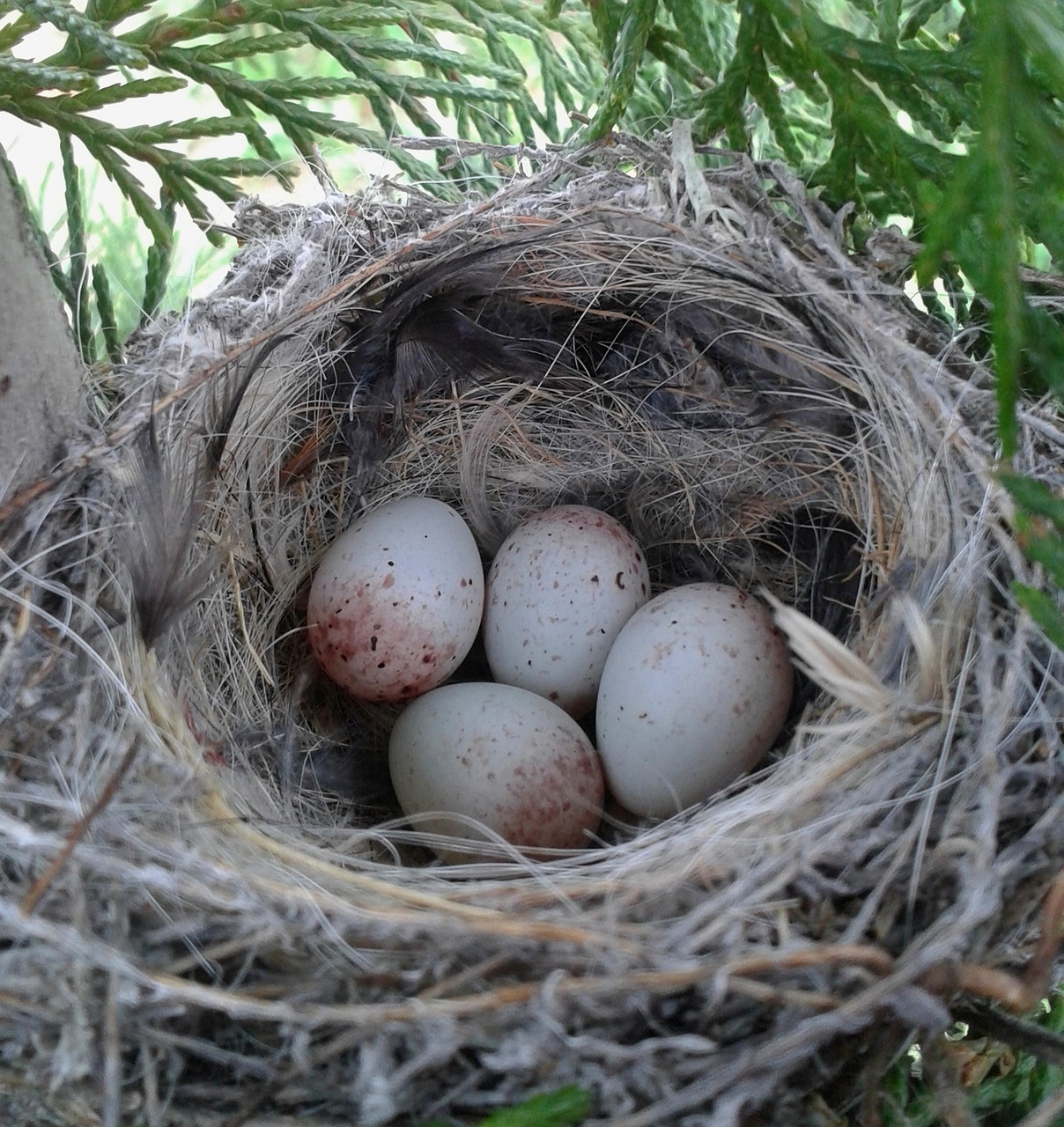 nest eggs birds free photo
