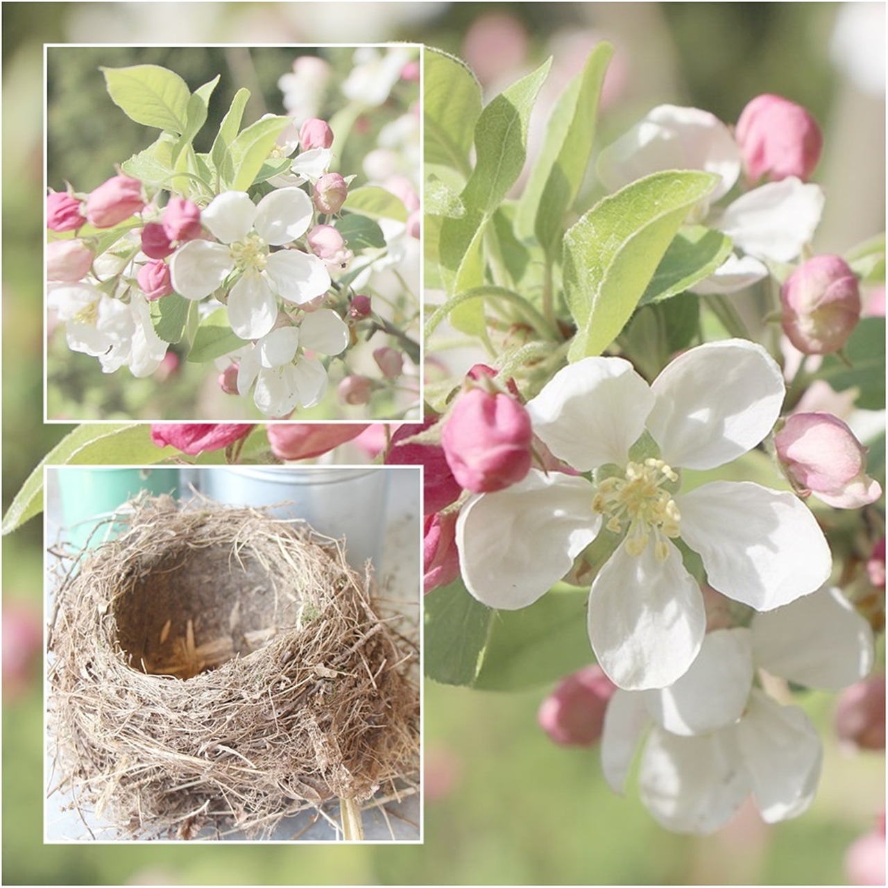 bird's nest cherry blossom spring free photo
