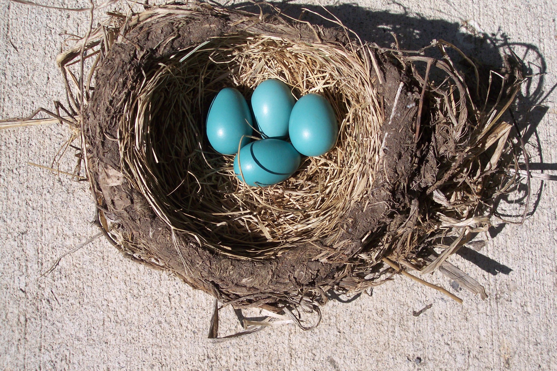 bird egg nest free photo