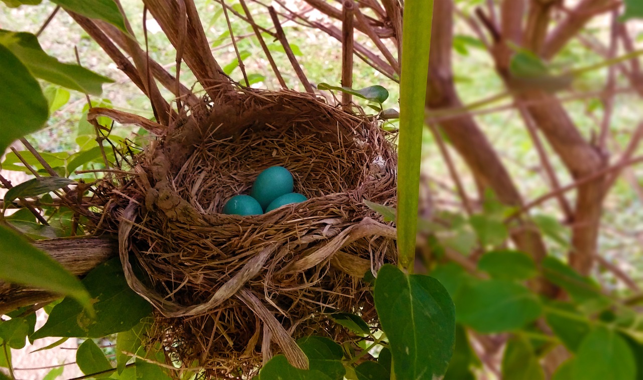 nest robin eggs free photo