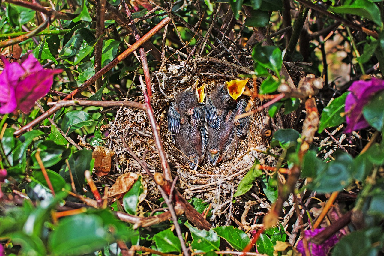 nest chicks chick free photo
