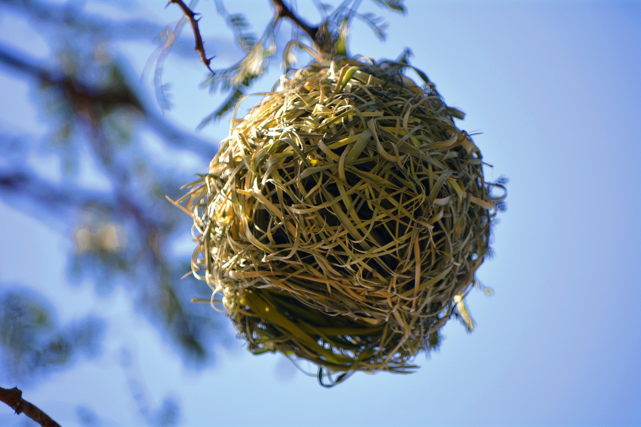 nest bird nature free photo