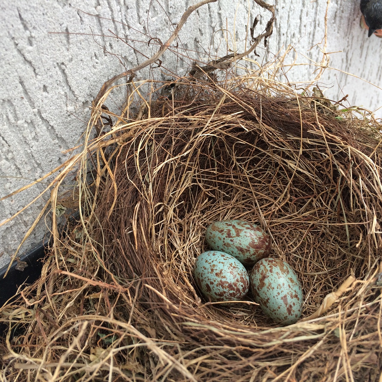 nest eggs birth birds free photo