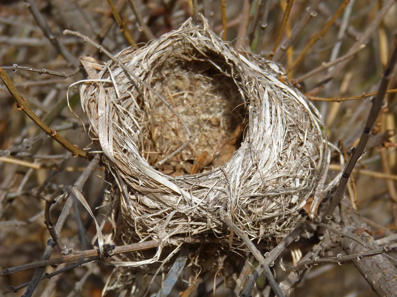 nest tree birds free photo