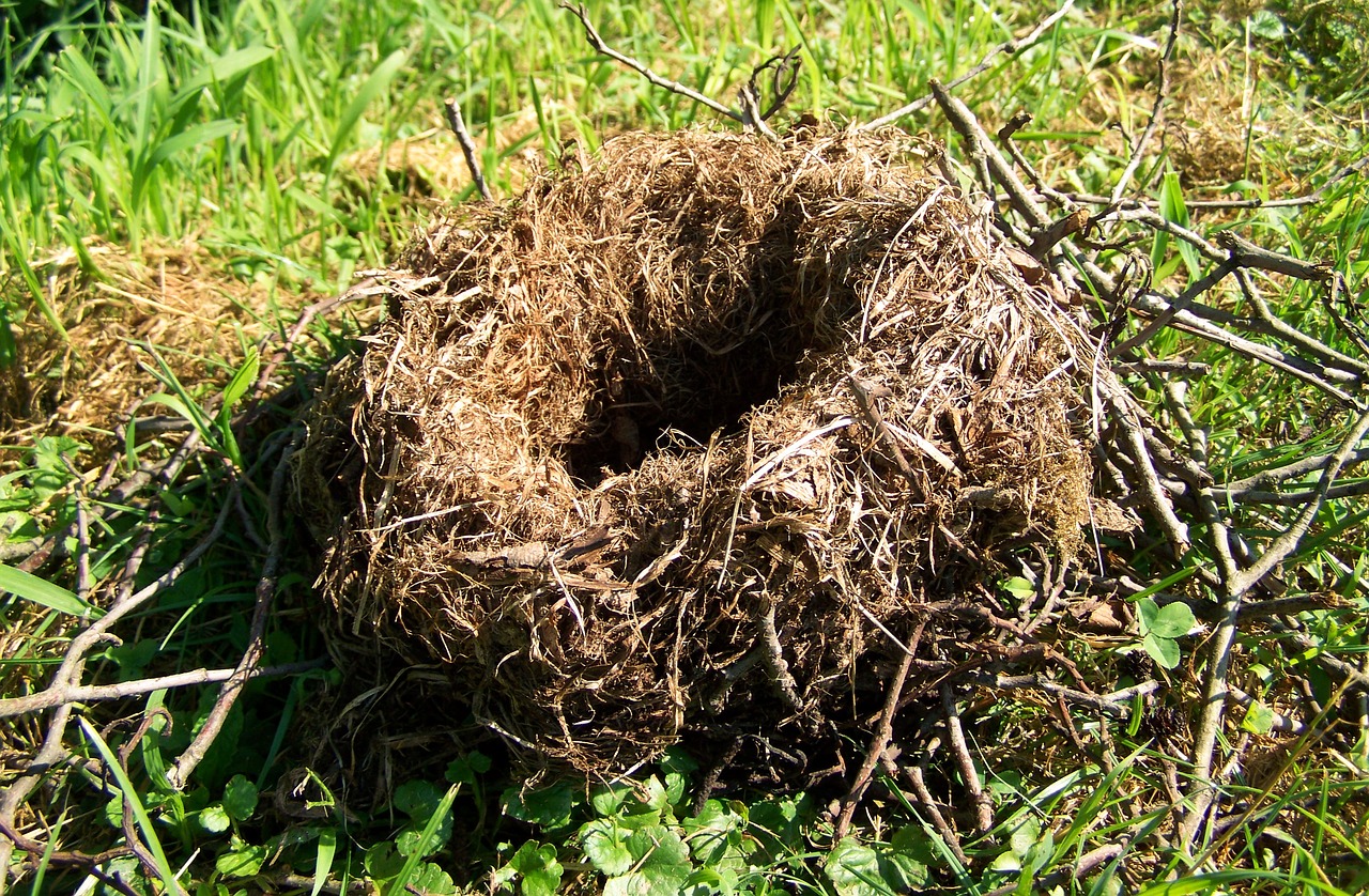 nest animal structure nature free photo