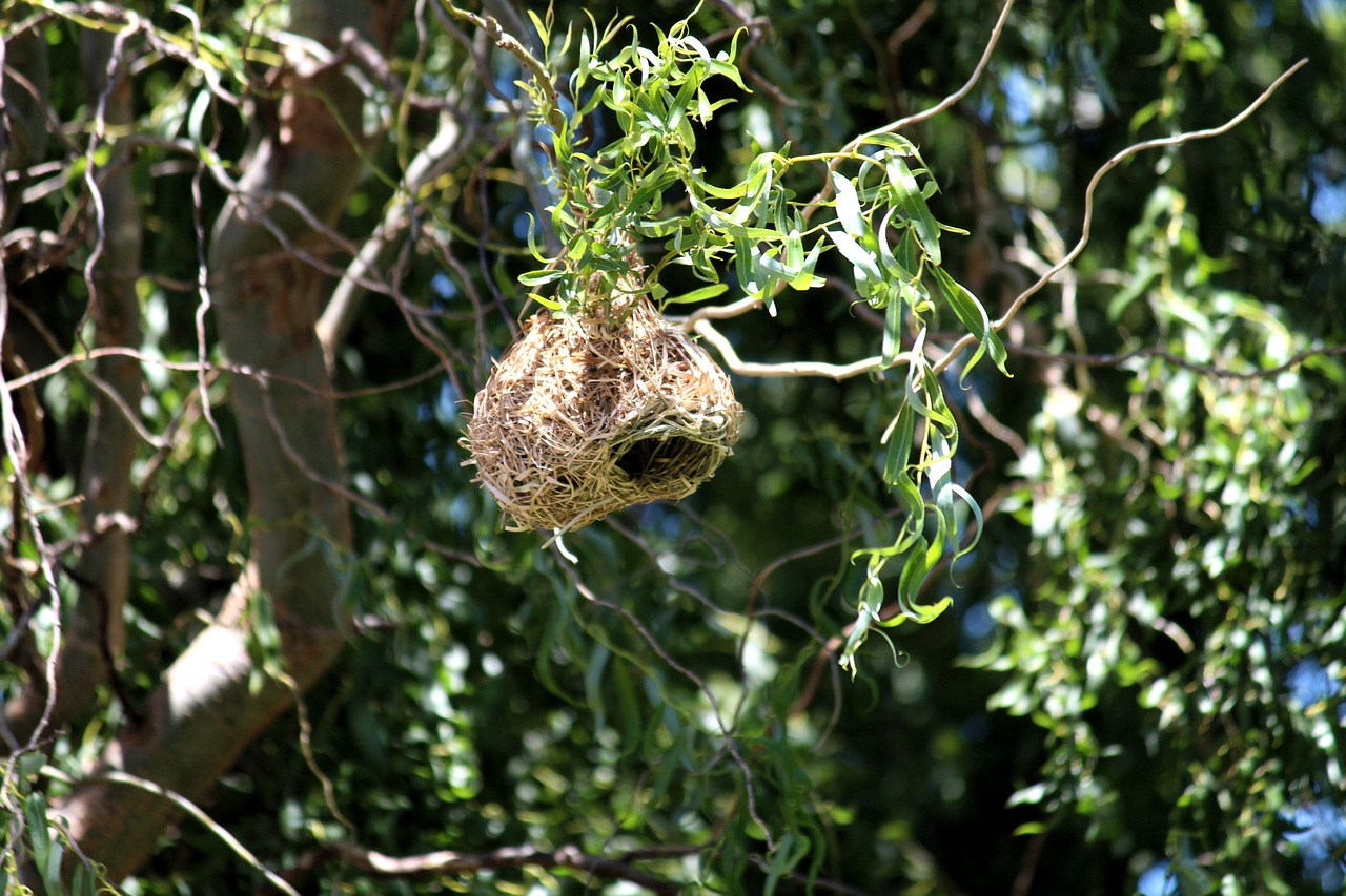 nest breed birds free photo