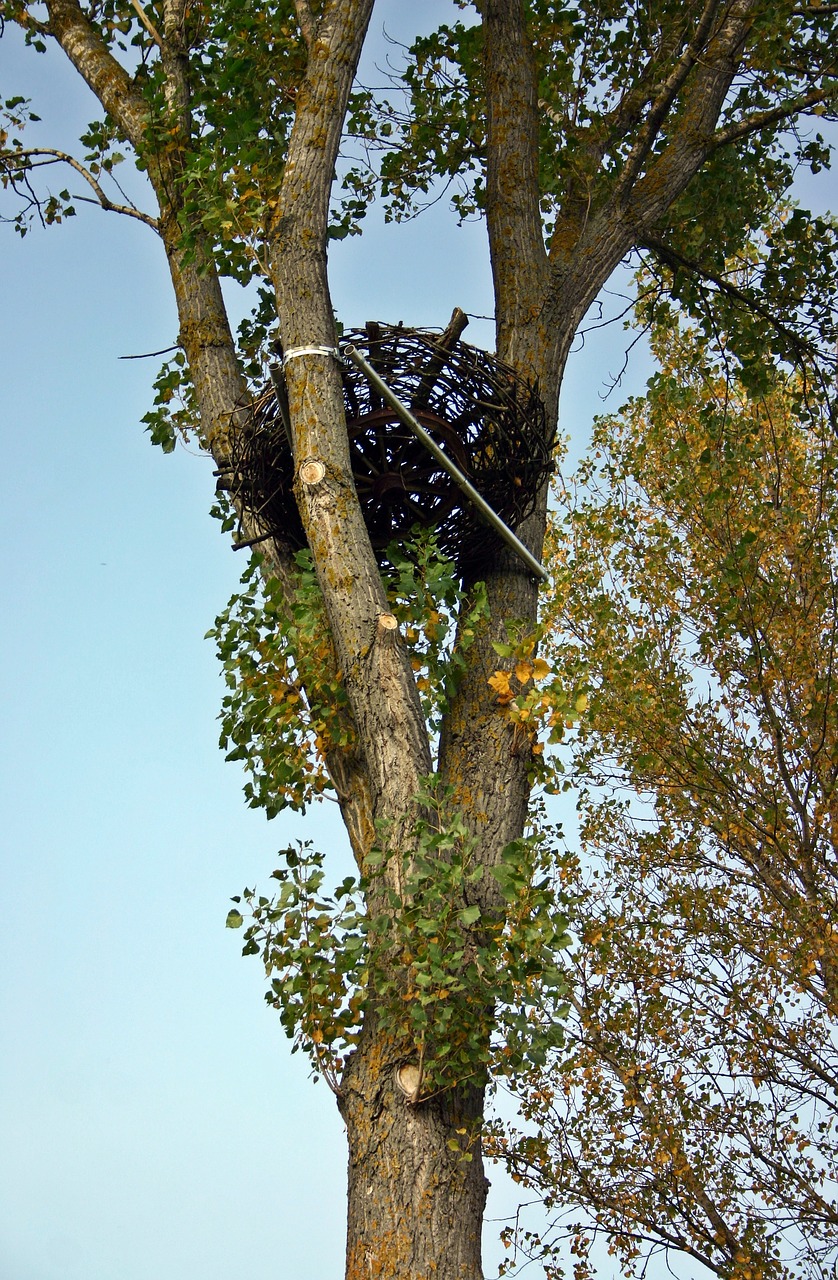 nest nesting help nature conservation free photo