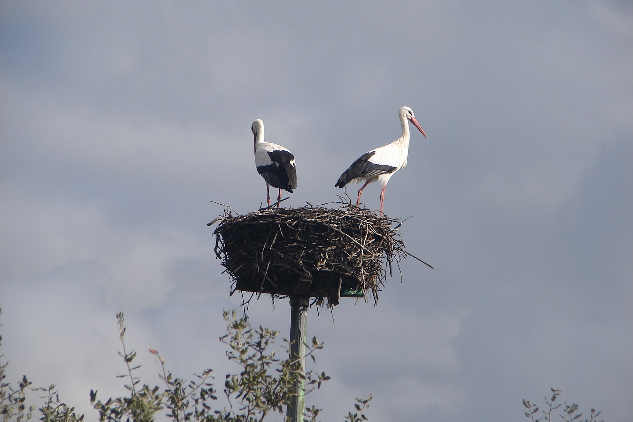 nest birds stork free photo