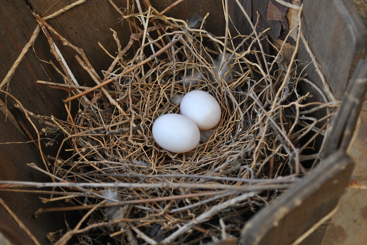 nest eggs birds free photo