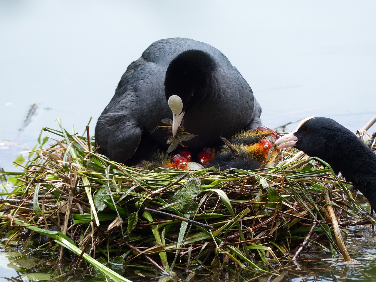 nest chicken nature free photo