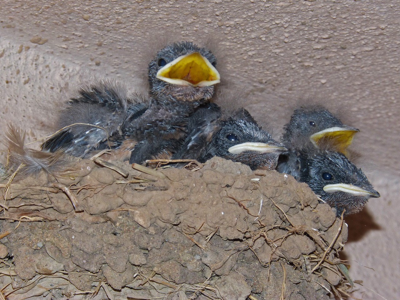 nest chicks swallow free photo
