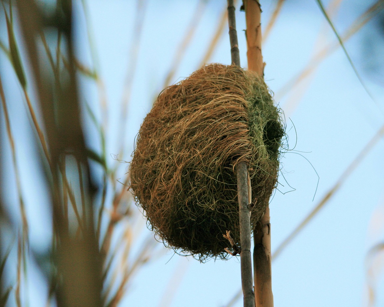nest bird weaver free photo