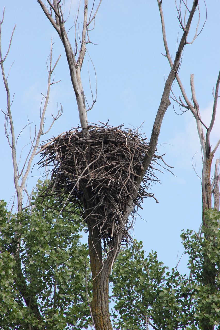nest bald eagles nest bird free photo