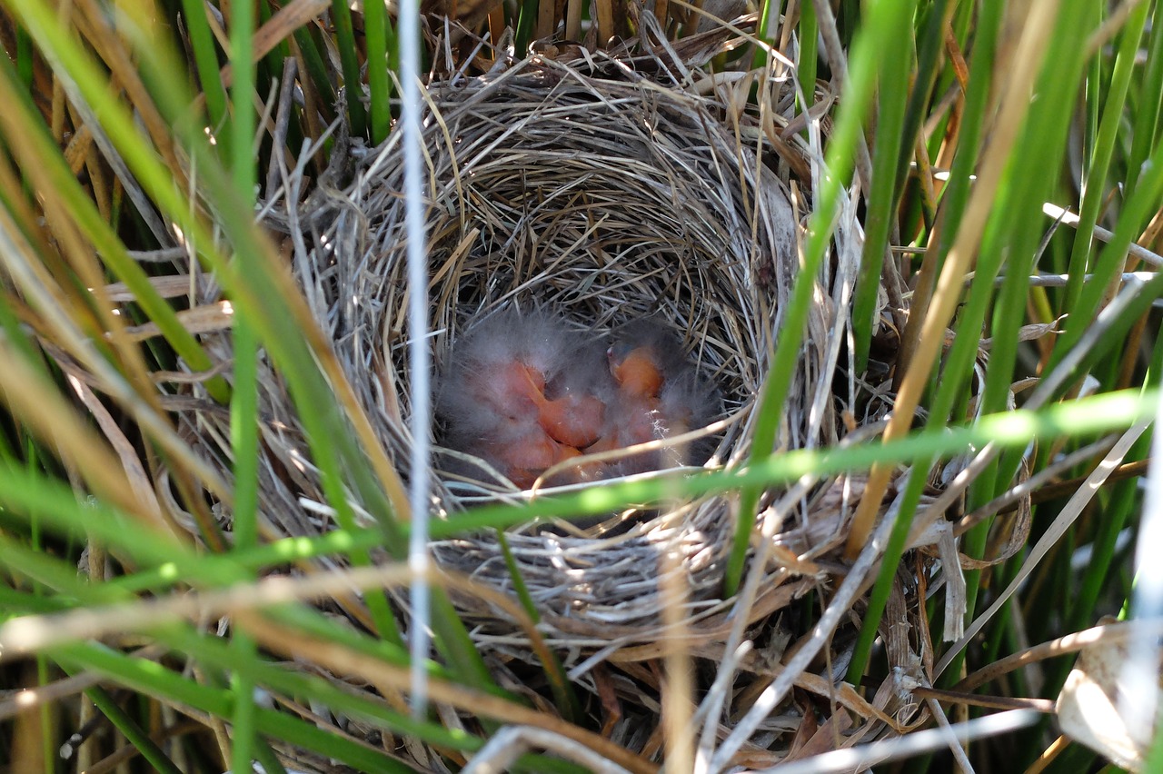 nest birds bird nest free photo