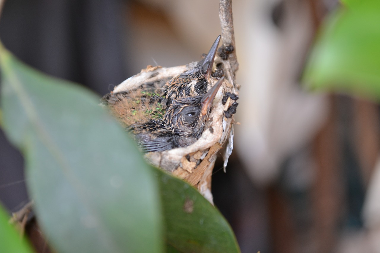 nest bird hummingbird free photo