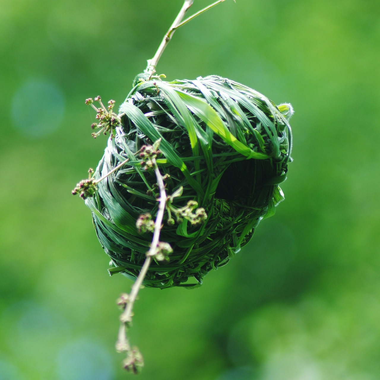 nest wildlife birds free photo