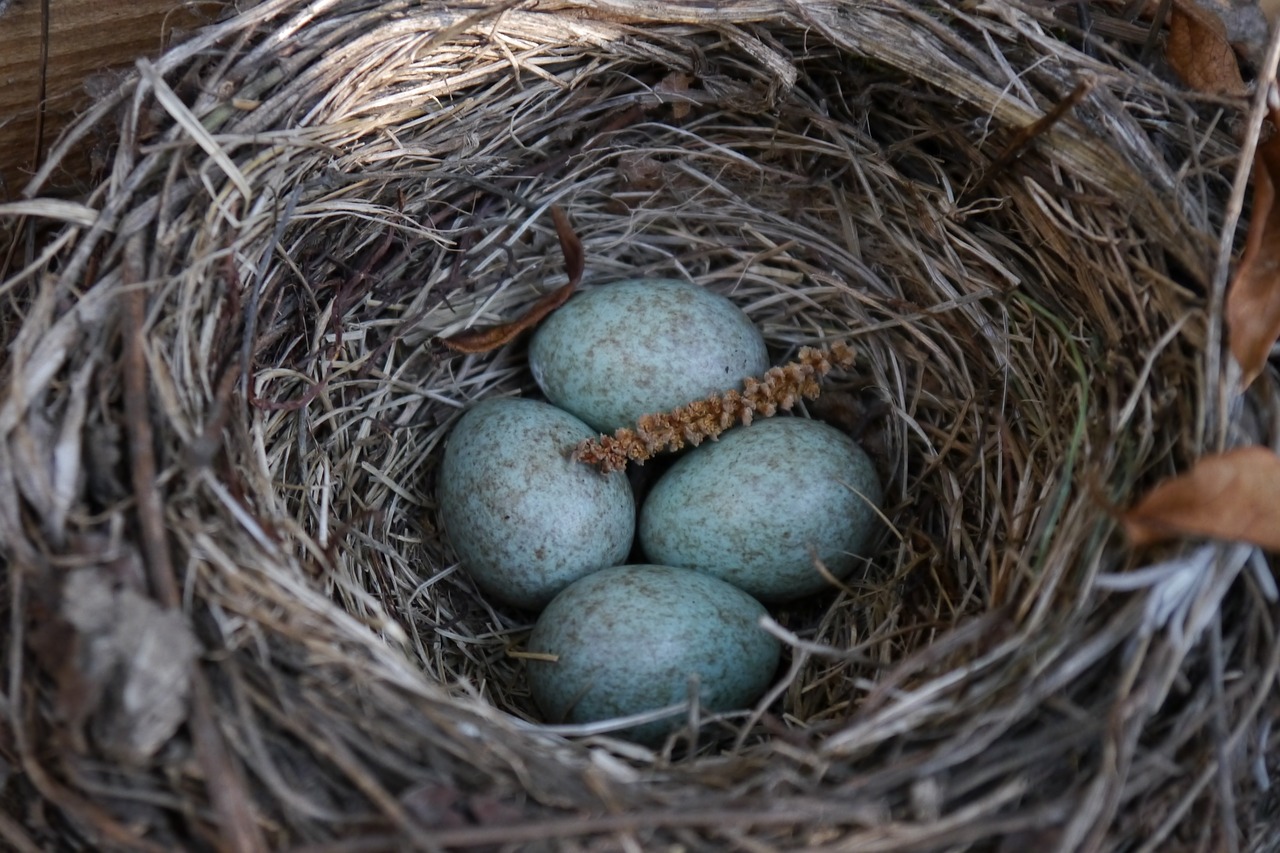 nest egg bird's nest free photo