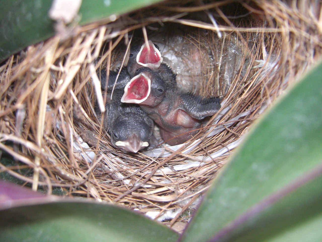 nest birds young free photo