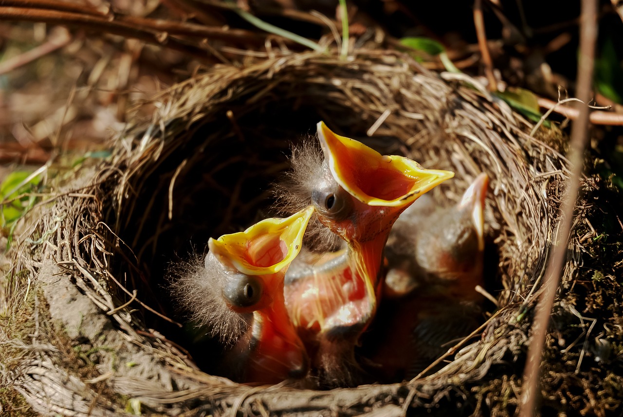 nest chicks bird's nest free photo