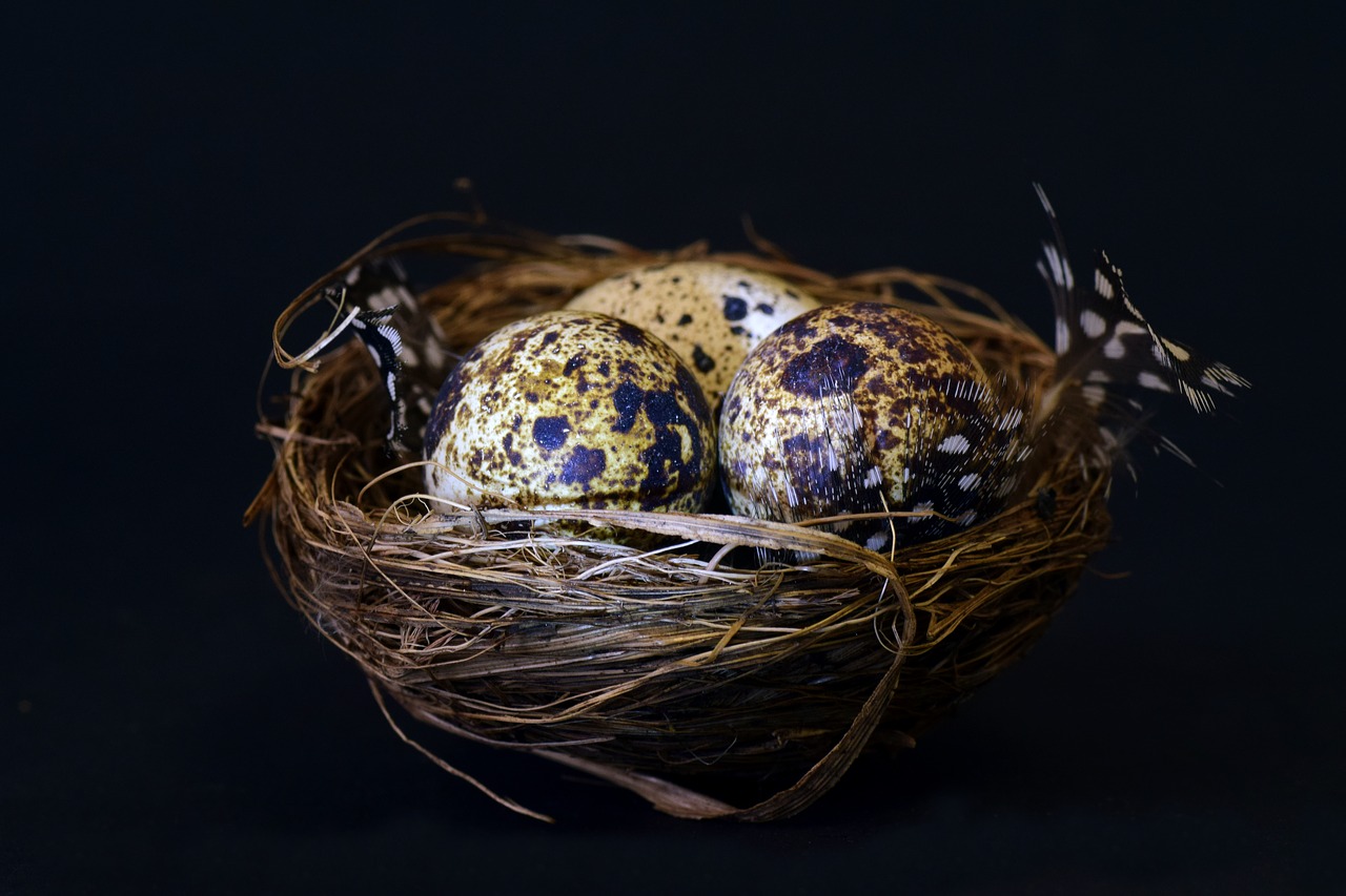 nest bird's nest quail egg free photo
