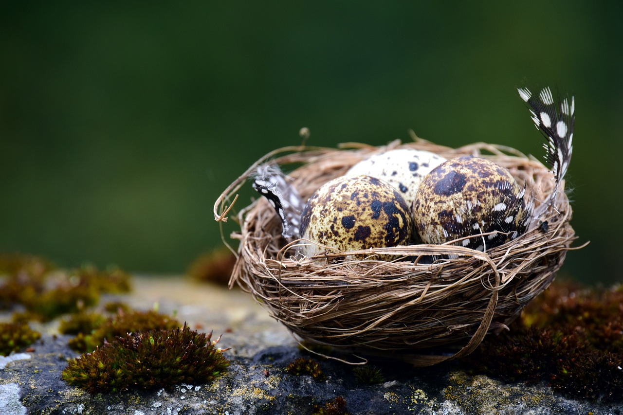 nest bird's nest speckled free photo