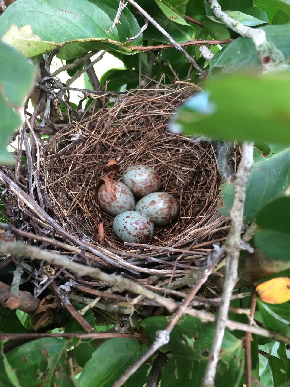 nest nature bird free photo