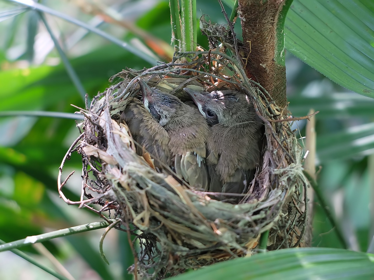 nest  bird  nature free photo