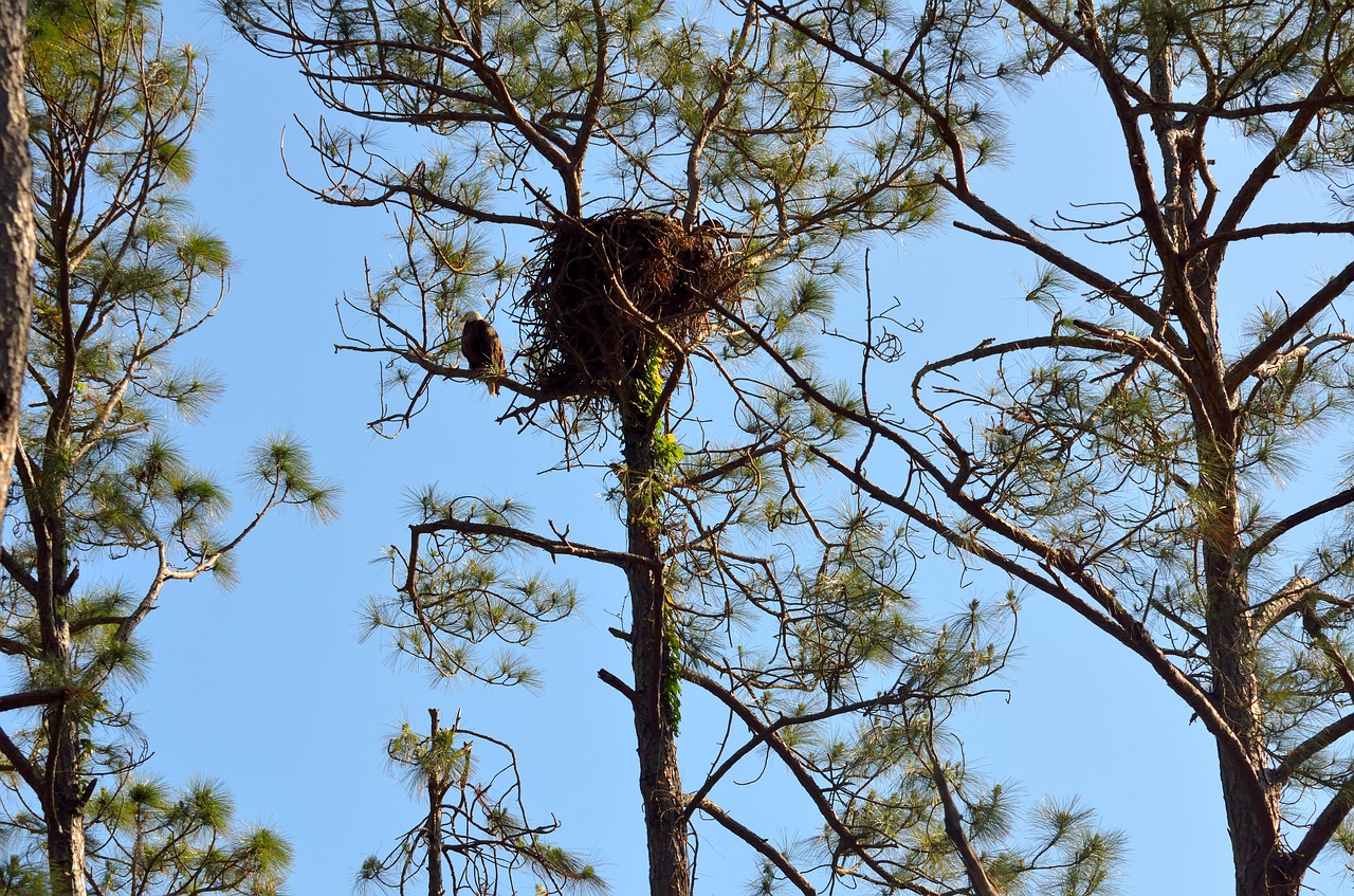 nest  bird  tree free photo