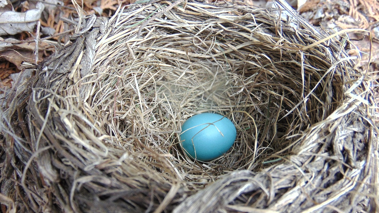 nest  hay  straw free photo