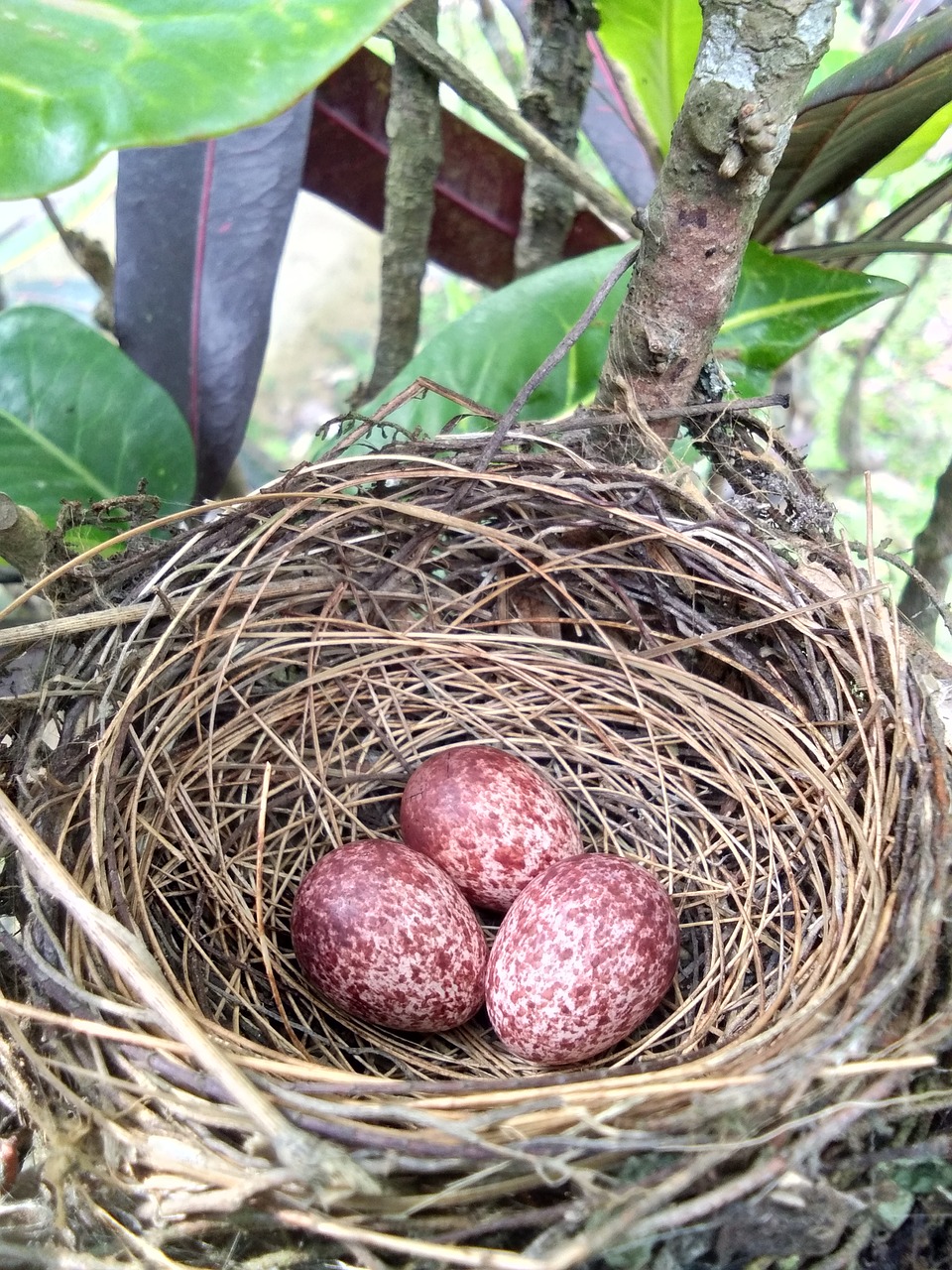 nest  food  straw free photo