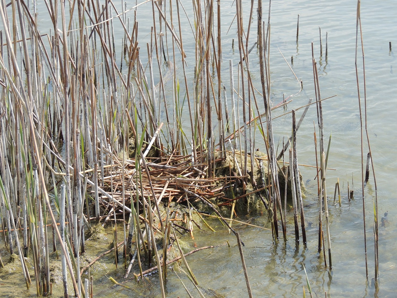 nest great crested grebe reed free photo