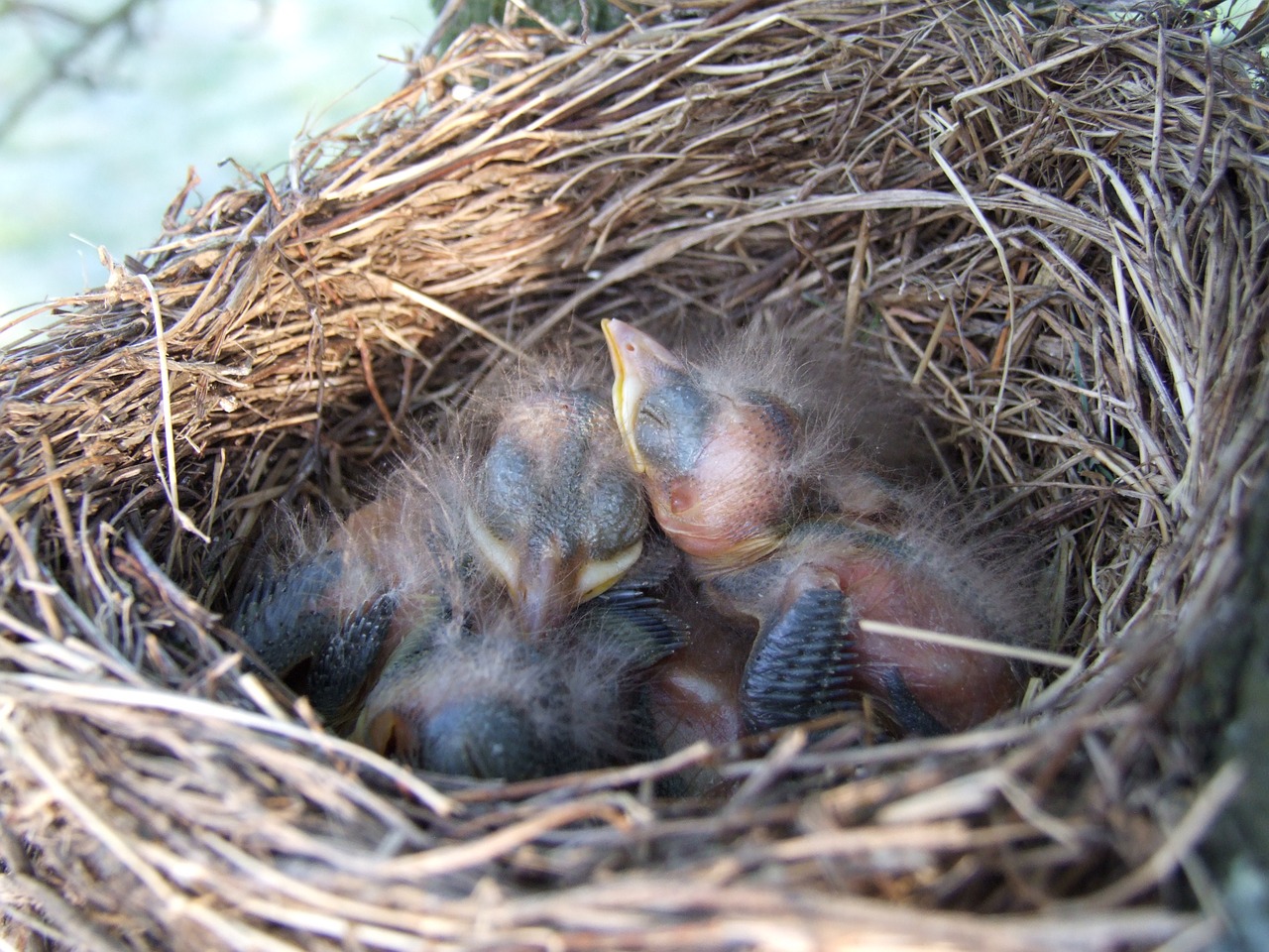 nest bird blackbird free photo