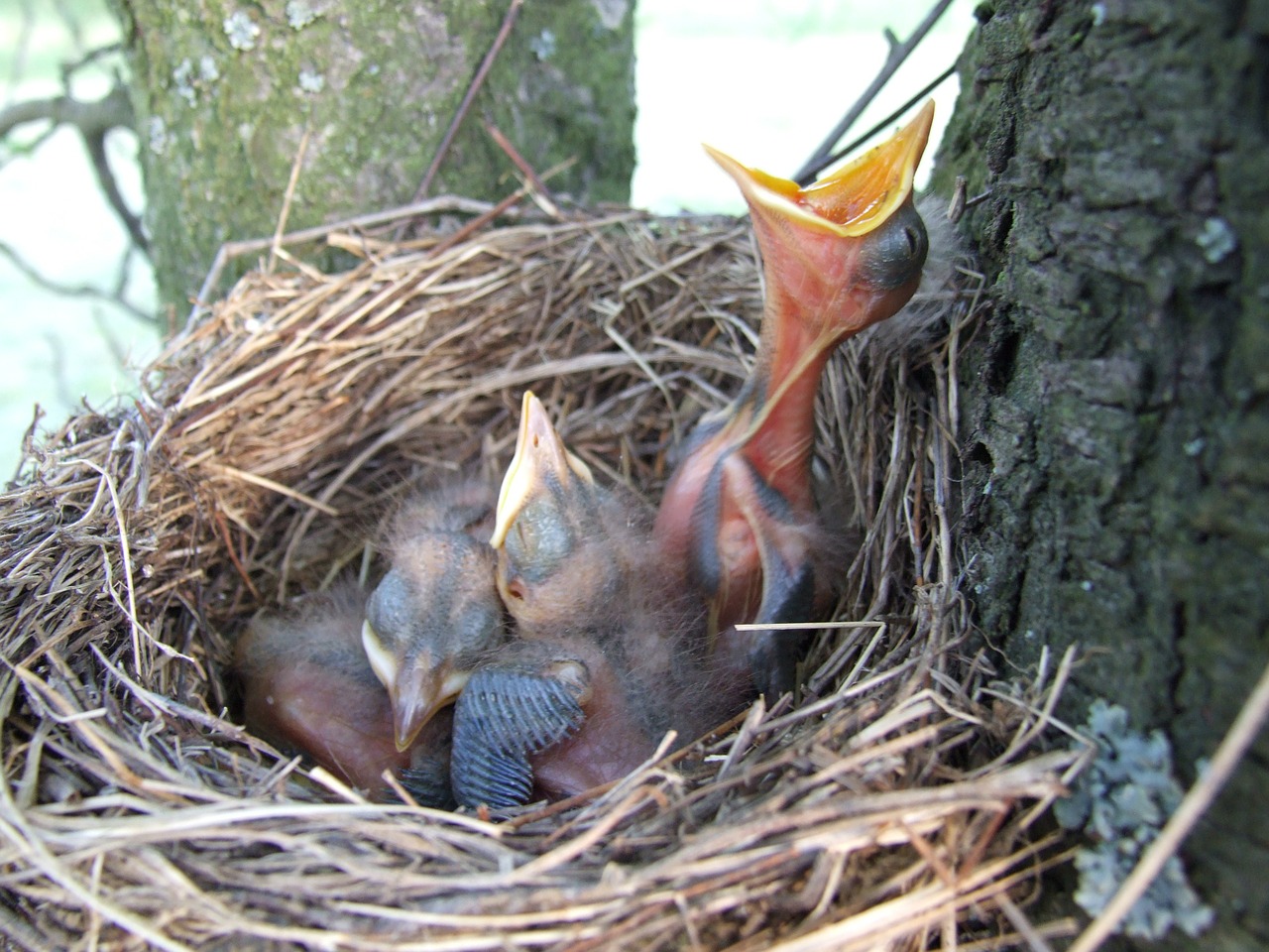 nest bird beak free photo