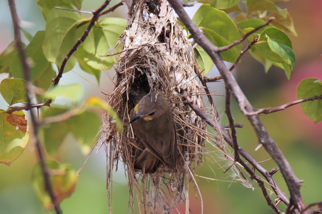 nest  bird  wild free photo