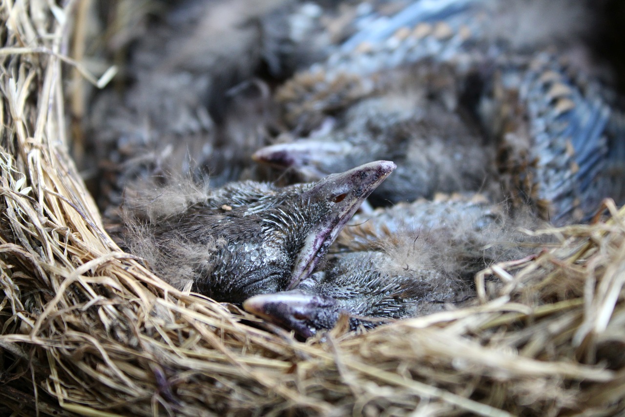nest  blackbirds  nature free photo
